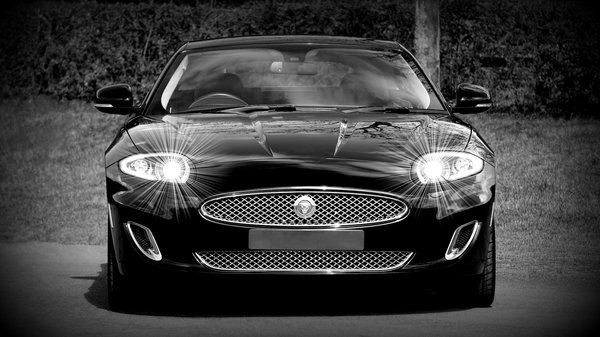 Come posso insegnare a un cane di razza Whippet a non inseguire i gatti del vicinato?