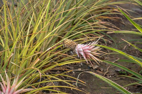 Come massimizzare la raccolta dell'acqua piovana in un piccolo orto urbano?